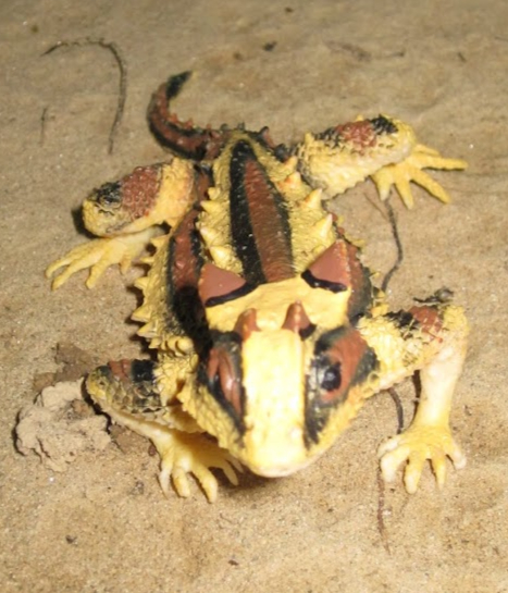 Thorny Devil’s Sporting Odyssey 2024